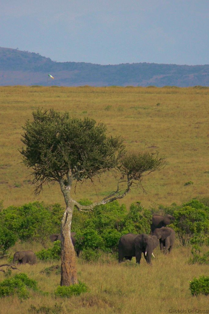 Masai Mara National Reserve (185)