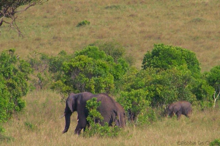 Masai Mara National Reserve (186)