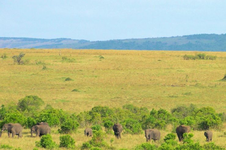 Masai Mara National Reserve (188)