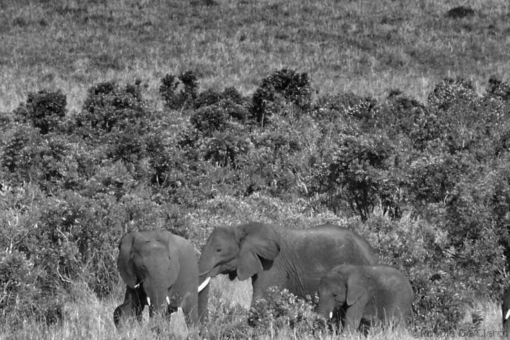 Masai Mara National Reserve (189)