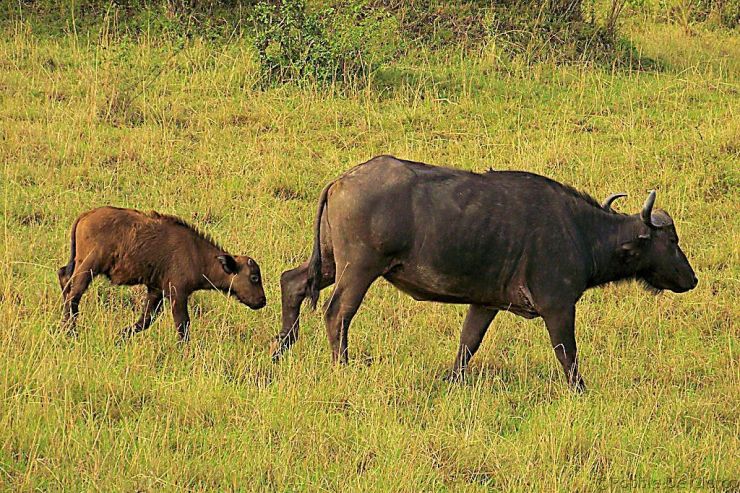 Masai Mara National Reserve (19)