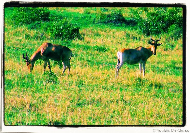 Masai Mara National Reserve (190)