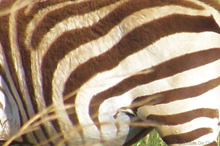 Masai Mara National Reserve (195)