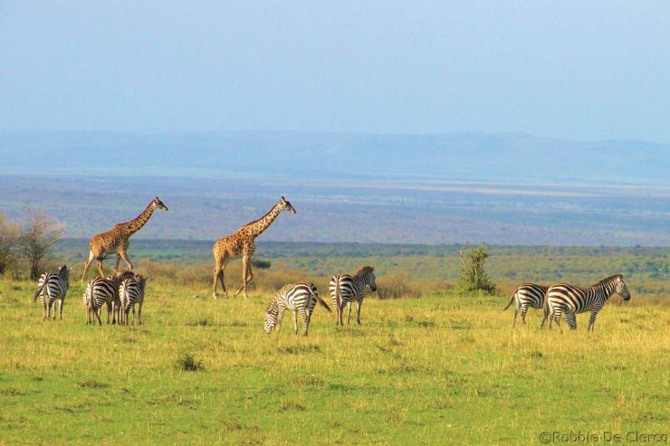 Masai Mara National Reserve (196)
