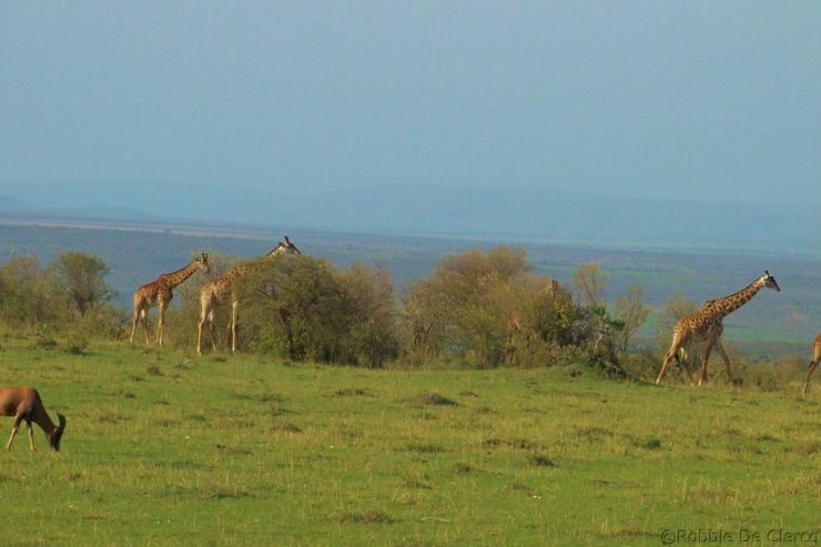 Masai Mara National Reserve (197)