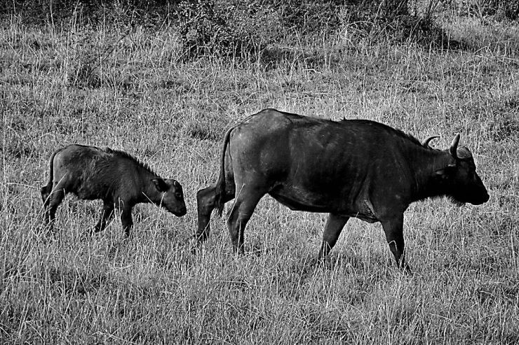Masai Mara National Reserve (20)