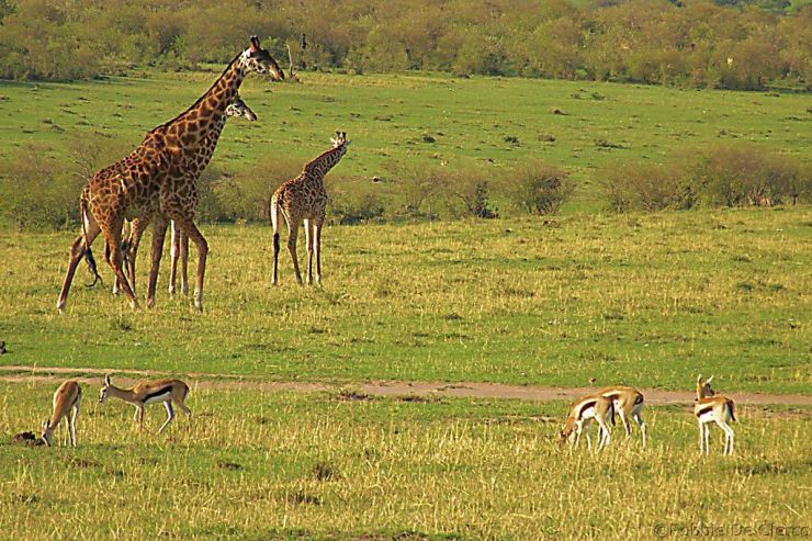 Masai Mara National Reserve (200)