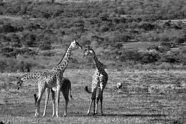 Masai Mara National Reserve (201)