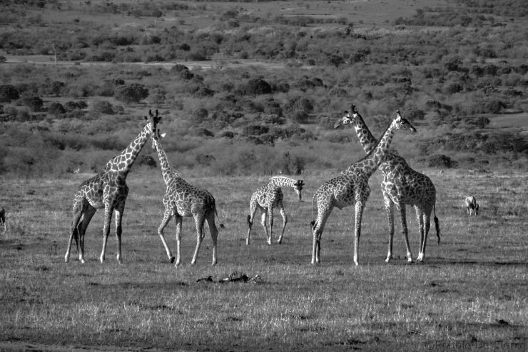 Masai Mara National Reserve (203)