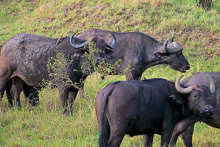 Masai Mara National Reserve (21)