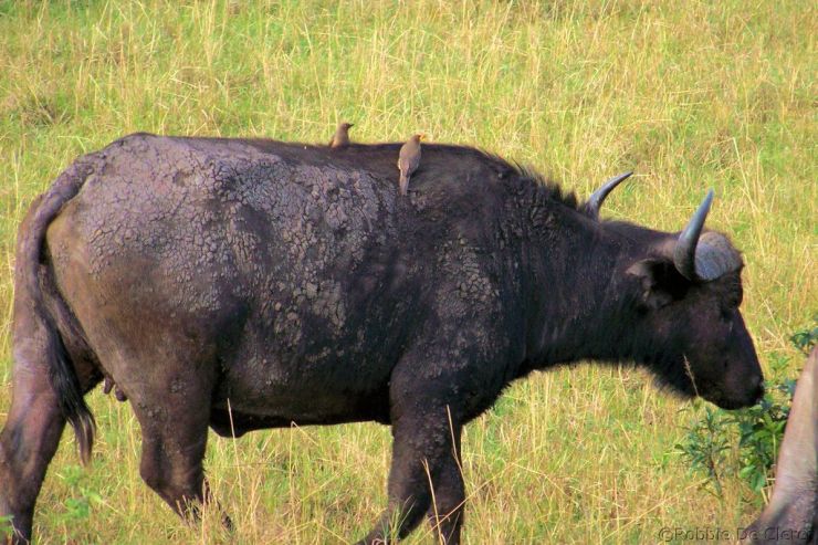 Masai Mara National Reserve (22)