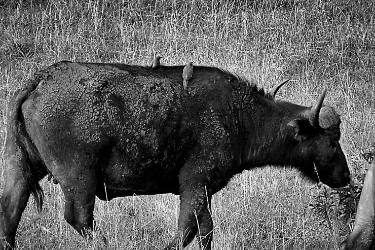 Masai Mara National Reserve (23)