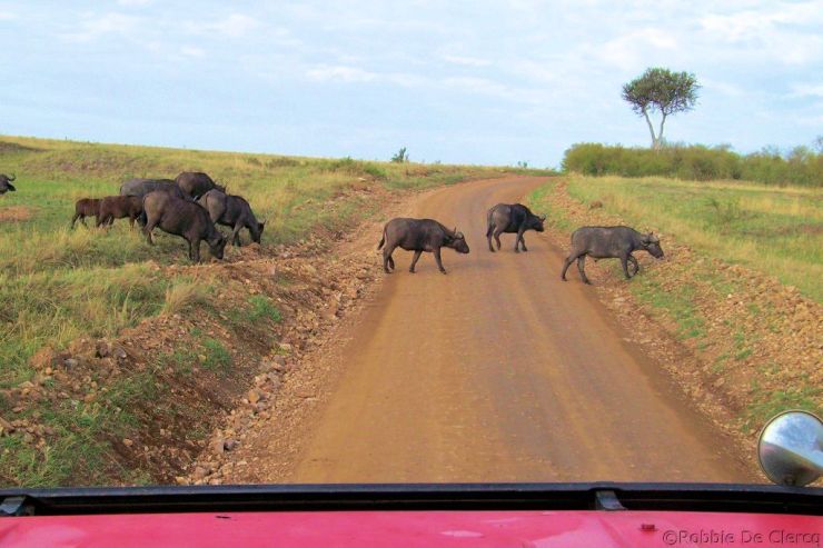 Masai Mara National Reserve (24)