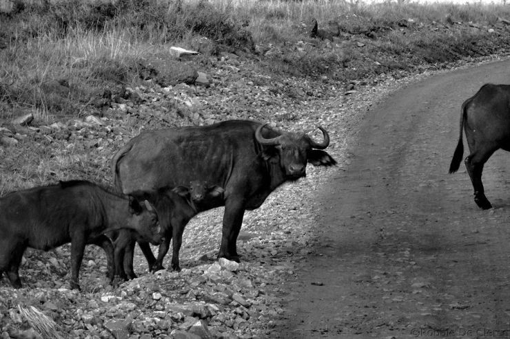 Masai Mara National Reserve (26)