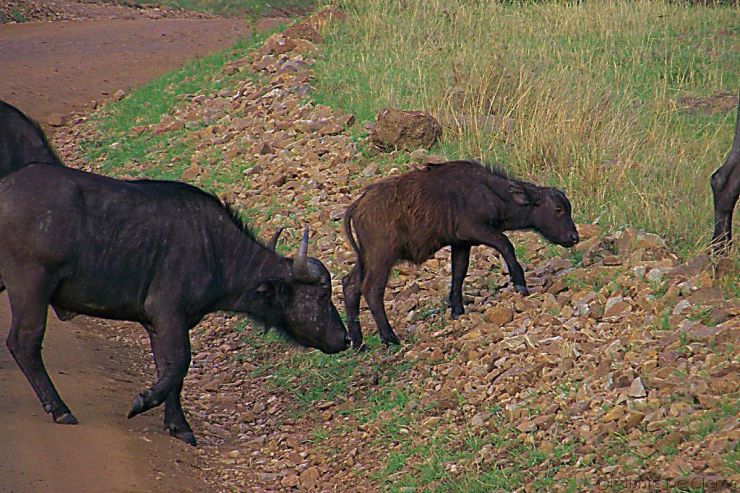Masai Mara National Reserve (28)