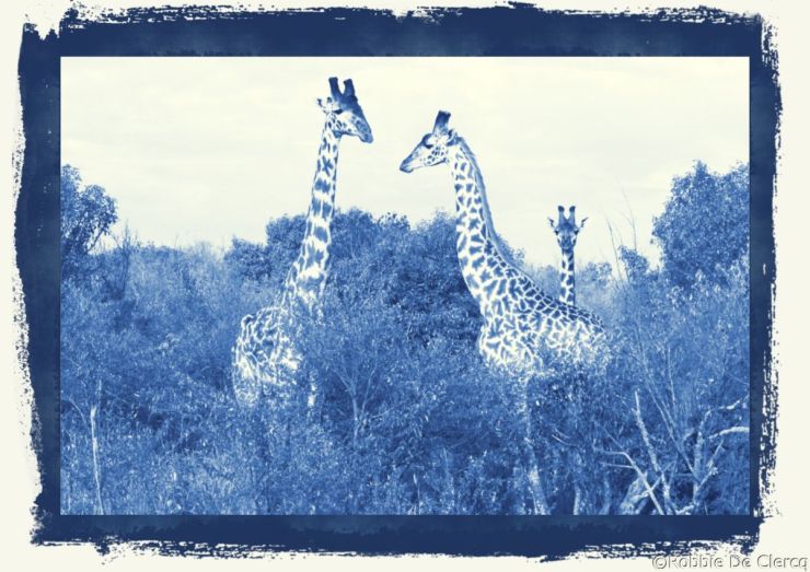 Masai Mara National Reserve (33)