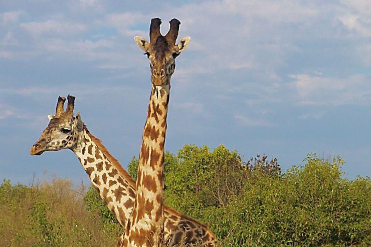 Masai Mara National Reserve (34)
