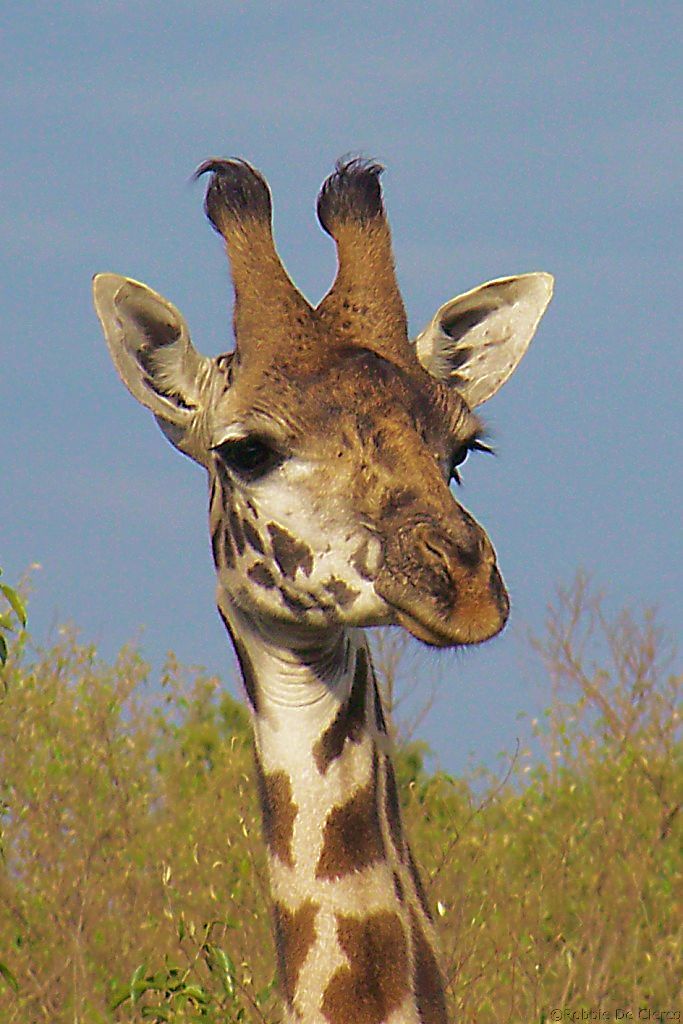 Masai Mara National Reserve (35)