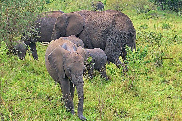 Masai Mara National Reserve (39)