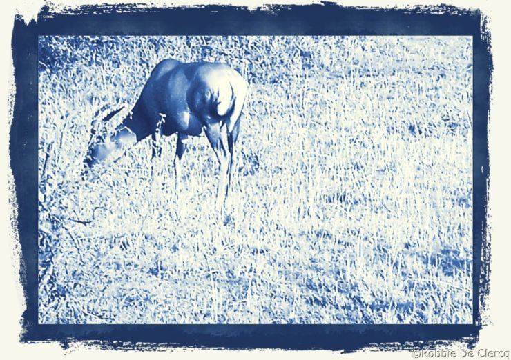 Masai Mara National Reserve (4)