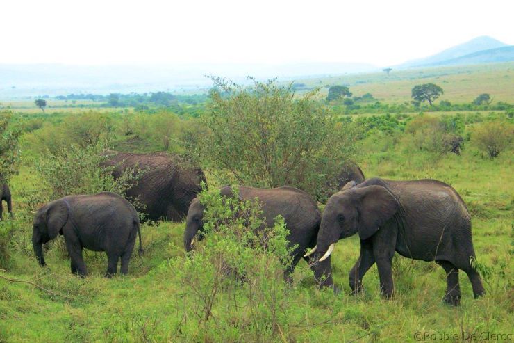 Masai Mara National Reserve (42)