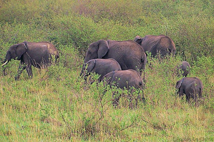 Masai Mara National Reserve (47)
