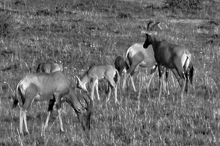 Masai Mara National Reserve (5)