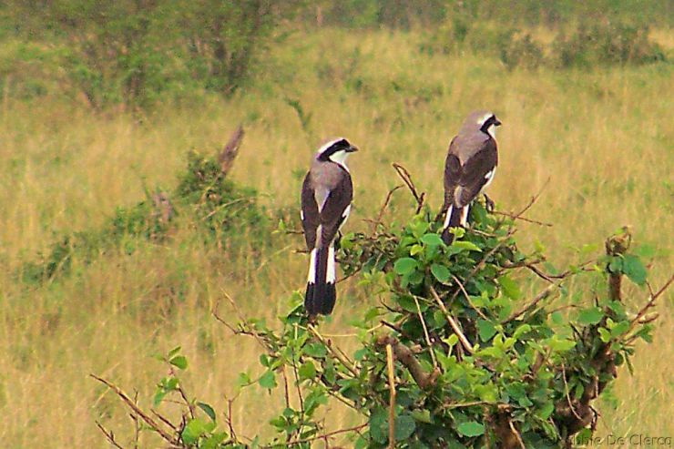 Masai Mara National Reserve (51)