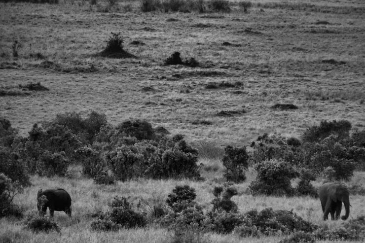 Masai Mara National Reserve (52)