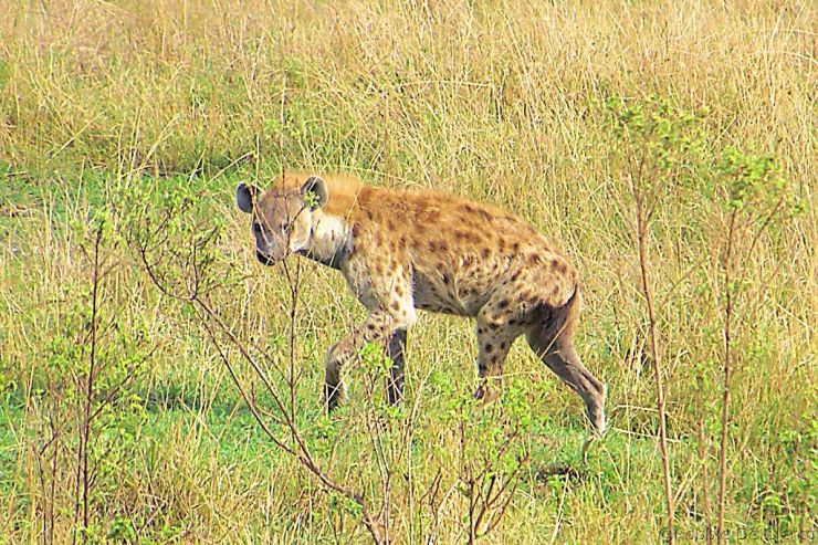 Masai Mara National Reserve (55)