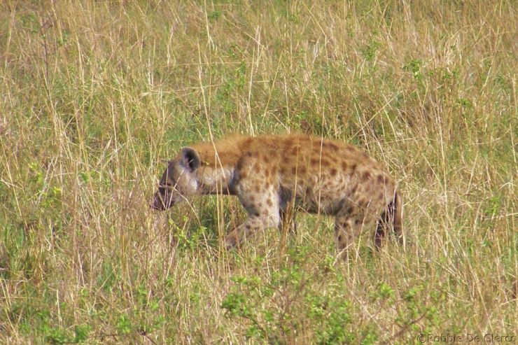 Masai Mara National Reserve (56)