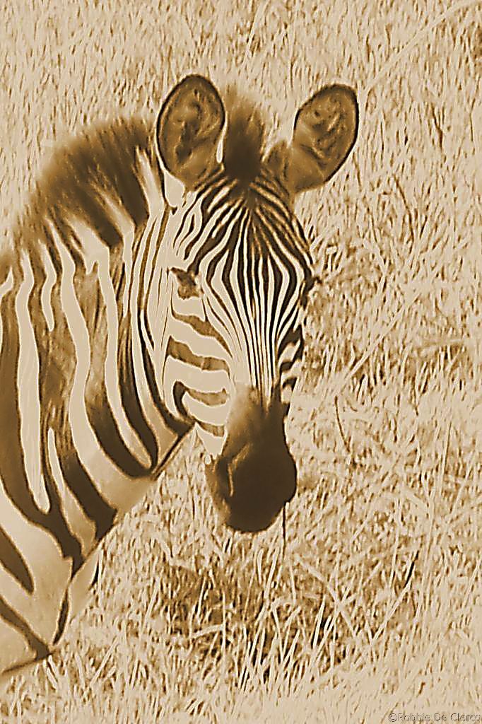 Masai Mara National Reserve (58)