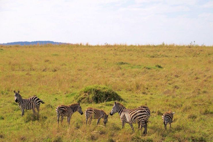 Masai Mara National Reserve (59)