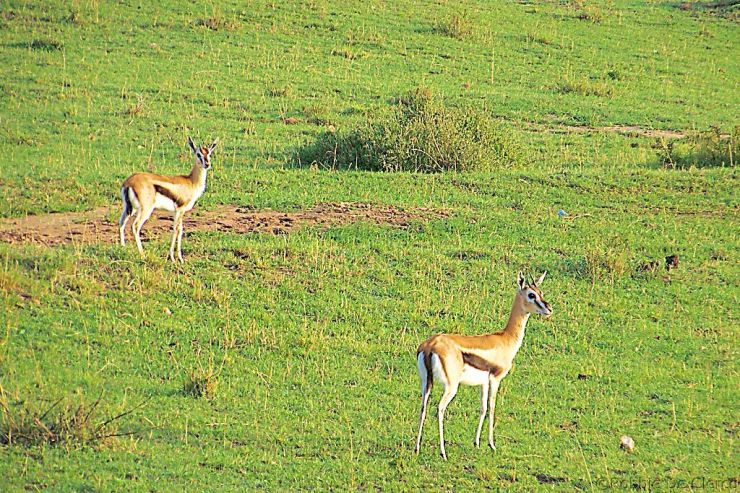 Masai Mara National Reserve (6)