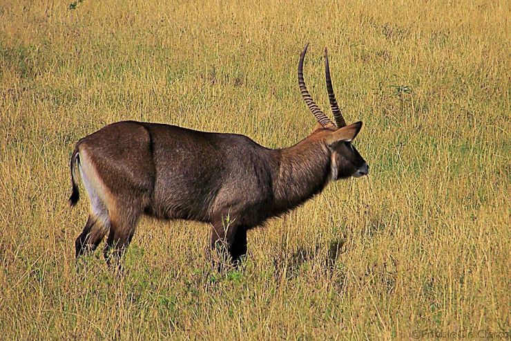 Masai Mara National Reserve (60)