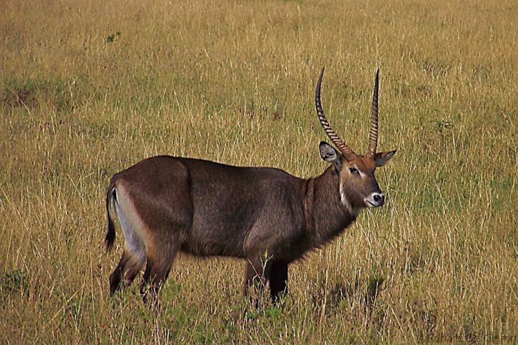 Masai Mara National Reserve (61)