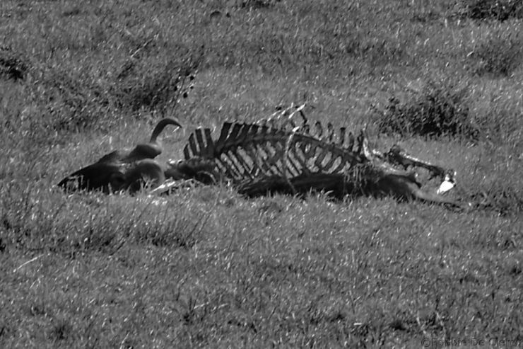 Masai Mara National Reserve (64)