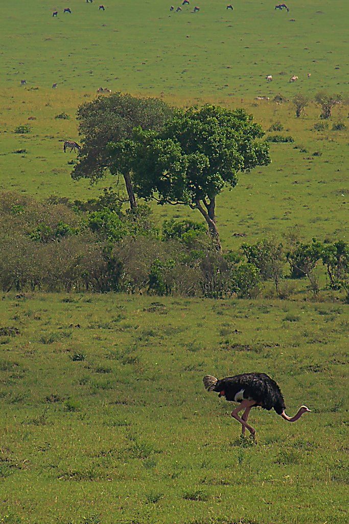 Masai Mara National Reserve (68)