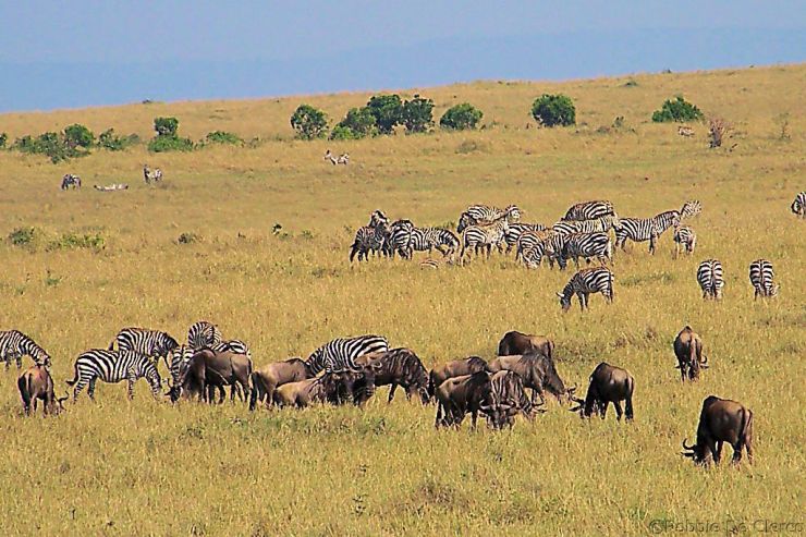 Masai Mara National Reserve (72)