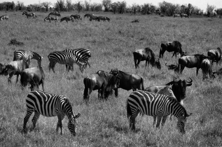 Masai Mara National Reserve (73)