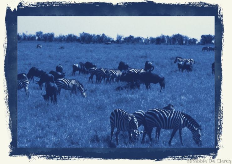 Masai Mara National Reserve (76)