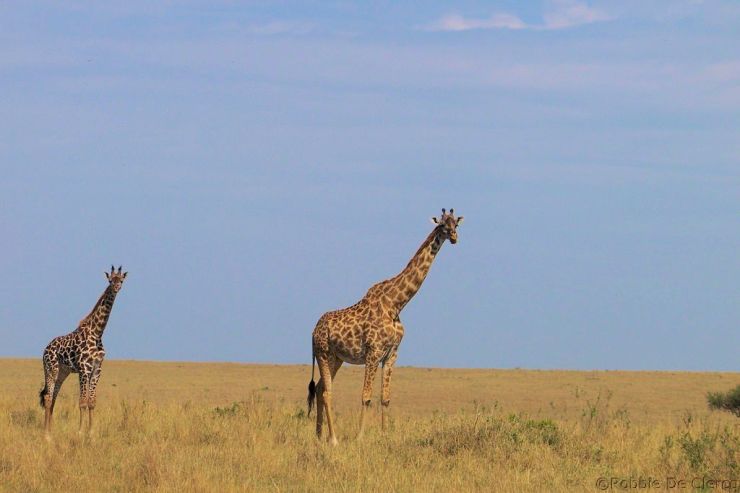 Masai Mara National Reserve (80)