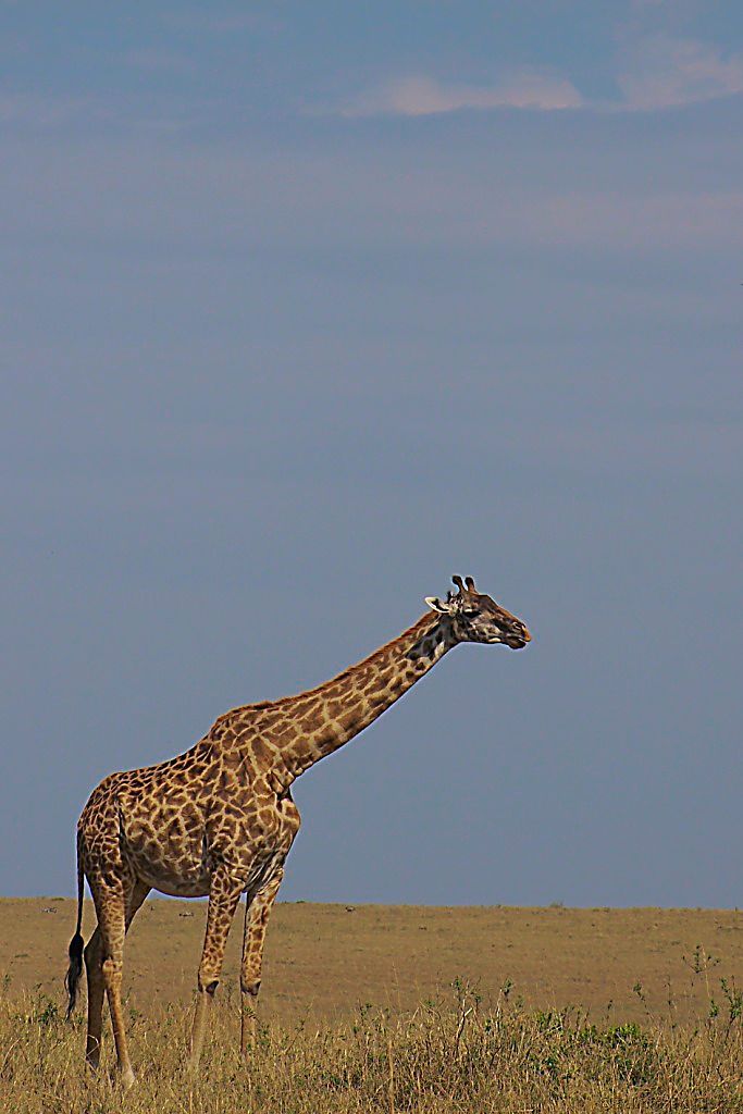Masai Mara National Reserve (81)