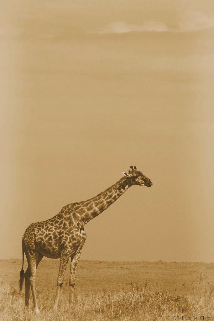 Masai Mara National Reserve (82)