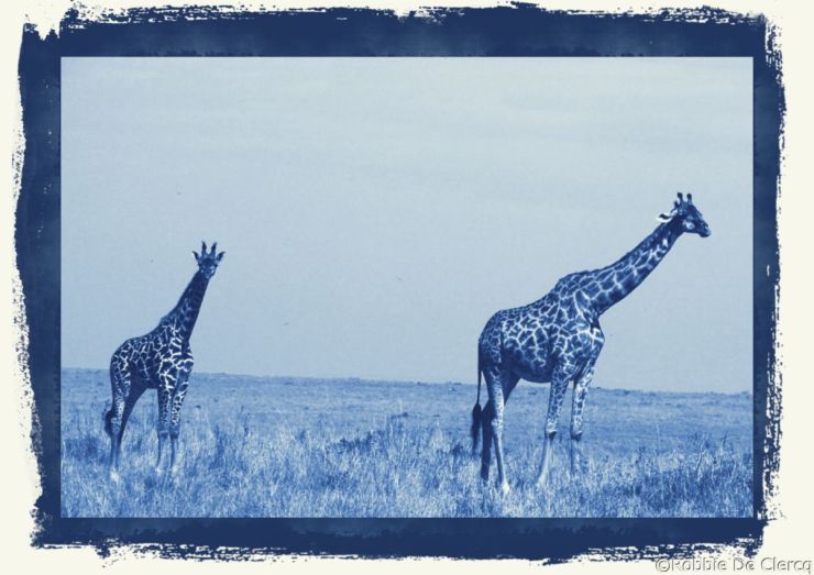 Masai Mara National Reserve (83)