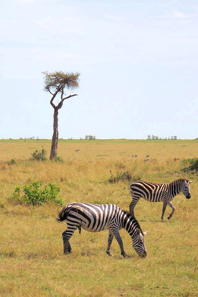 Masai Mara National Reserve (84)