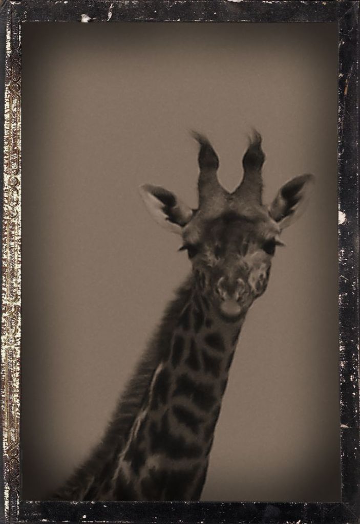 Masai Mara National Reserve (86)