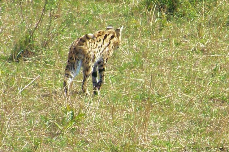 Masai Mara National Reserve (89)