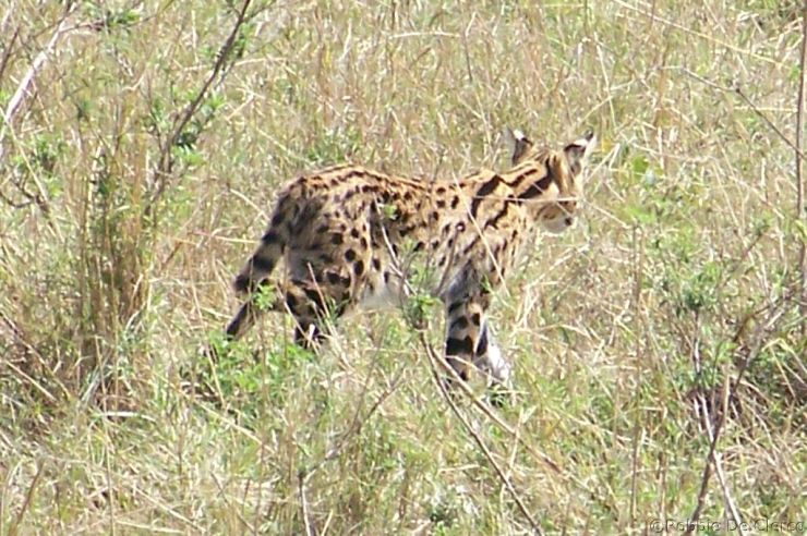 Masai Mara National Reserve (90)
