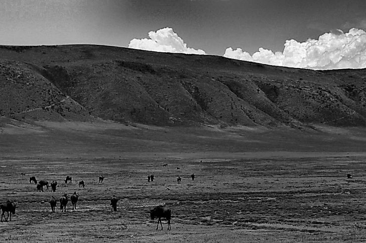 Ngorongoro (11)